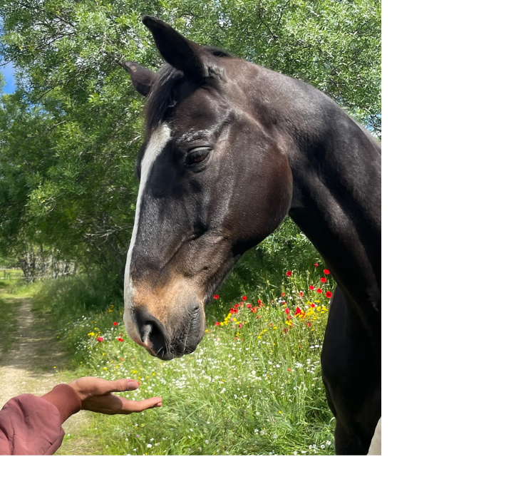 Equipo Natura Awakening (2)